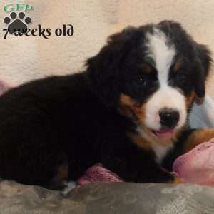 Bella, Bernese Mountain Dog Puppy